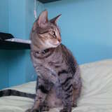 Rosalie