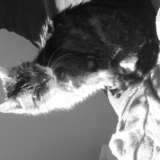 Snoops 