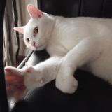 JOYEUX ANNIVERSAIRE MON ROMEO ♥