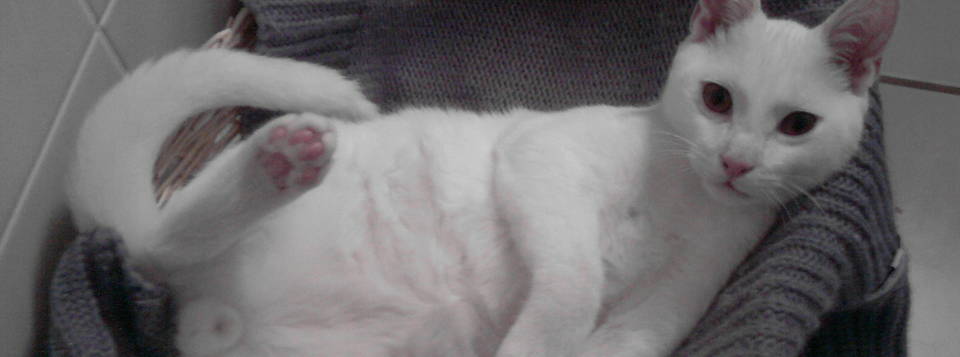 Romeo