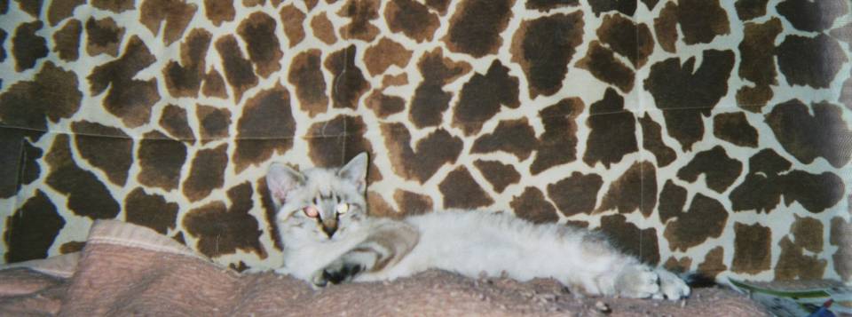 Félix