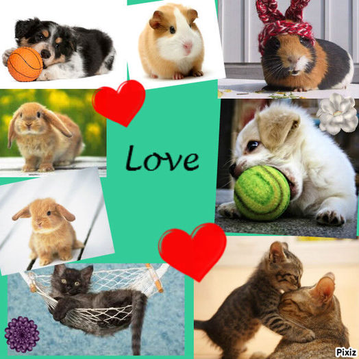 Les Ypotes - Yummypets