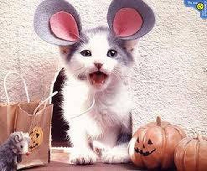 Les stars de la mode - Yummypets