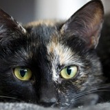 Attention, j'arrive sur yummypets!
