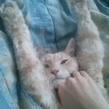 les chats qui dorment bizarement