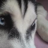 la team des yeux bleux