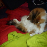 Gattina