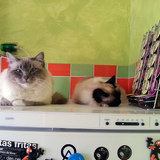 Repos
