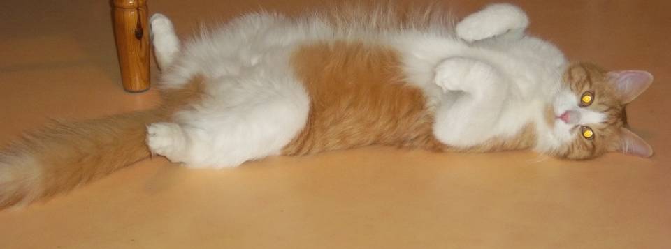Willy