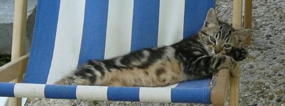 Noisette