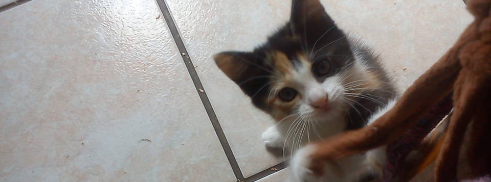 Prunelle ❀