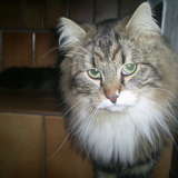 Qu'es ce que j'ai fais de mal ? Une bétise ? ♥ :o
