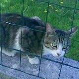 Tigrou