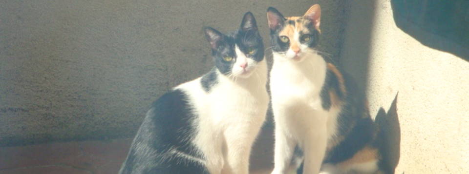 Noisette et Réglisse