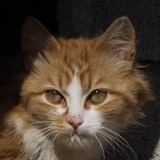 les chats du canping