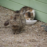 les chats du canping