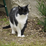 MOUCHKINE