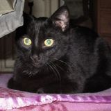 kali