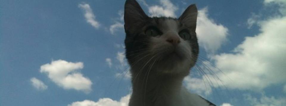 ♥ Kiki ♥