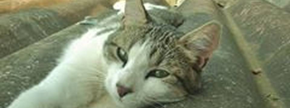 Grosminet