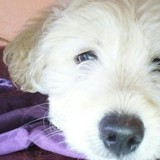oddy