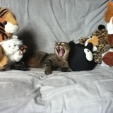 Filou