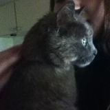 Minette