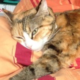symba