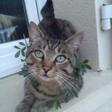 WALLY