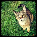 Lynxi
