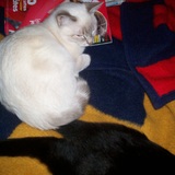 Praline