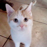 Toti