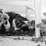 Lilou