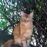 caramel