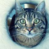 Nala ღ