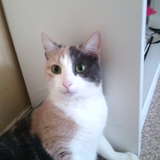 chipie