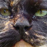 Michette