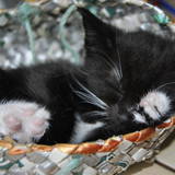 Kitty