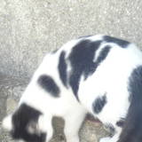 Prunellou 