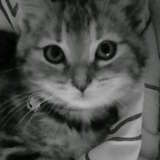 Saraby