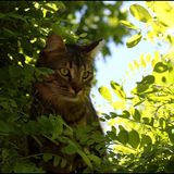 Dans l'arbre