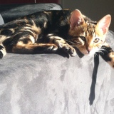 Halto Asia Bengal
