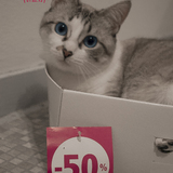 [•] Chat en soldes !