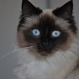 Lilly 