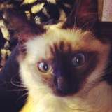 Willow