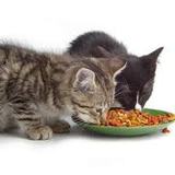 CatsOfYummyPets