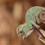 the lizard team