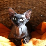 Heloise