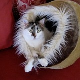 Kikitsa