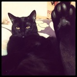 Fauve